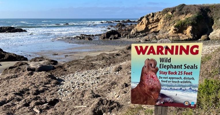 Spot the elephant seal?