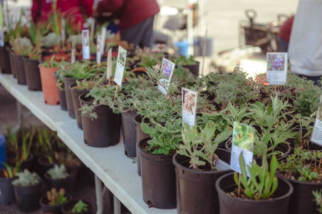 Coastal Wildflower Day