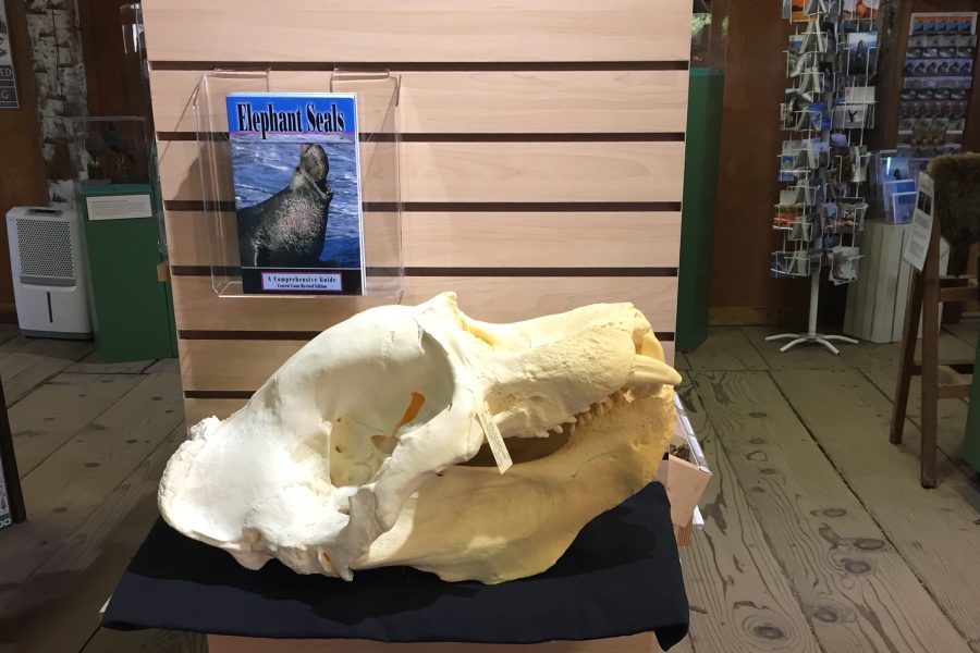 E-Seal skull displayed inside store entrance (Photo: CSPA archive)