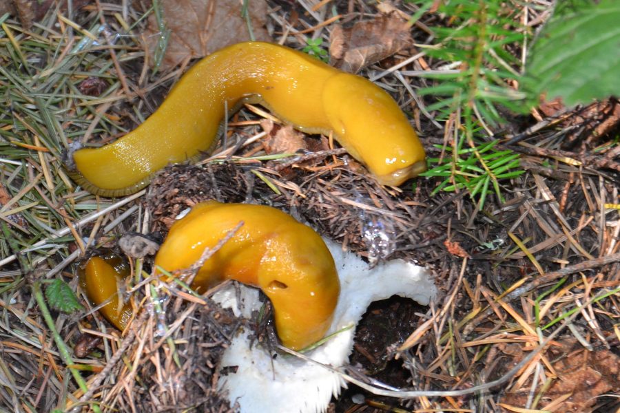 Banana slugs in Butano State Park. (Photo © Avis Boutell)