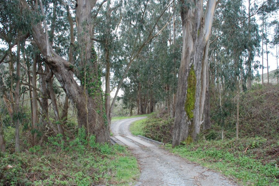 Old ranch road winds along Mills Creek (Photo: © Avis Boutell)