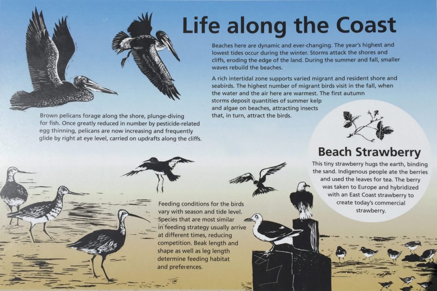 Bird interpretive sign