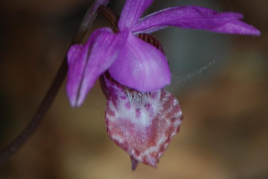 Calypso orchid in Butano State Park. (Photo © Avis Boutell)