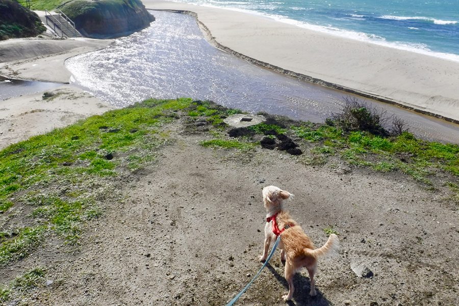 There are plenty of overlooks along the Coastal Trail for both people and pets.