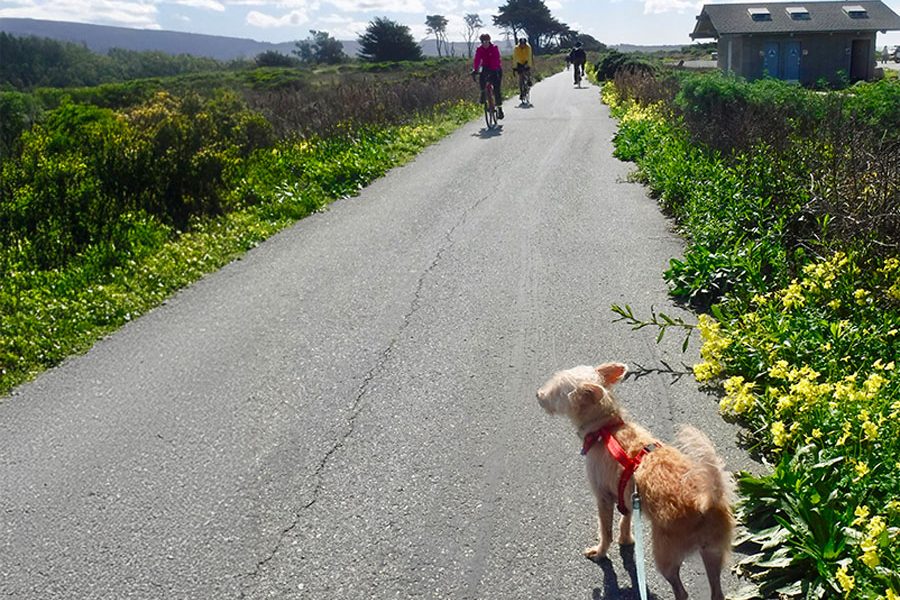 The multi-use pathway is shared by walkers, runners, bike riders, skateboarders, strollers, wheelchairs and even dogs.