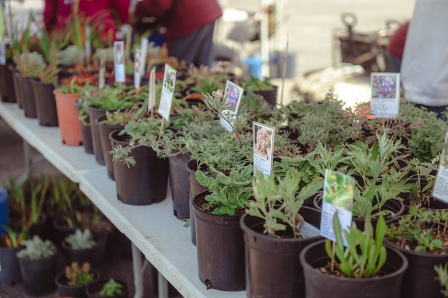 Native plants for sale
