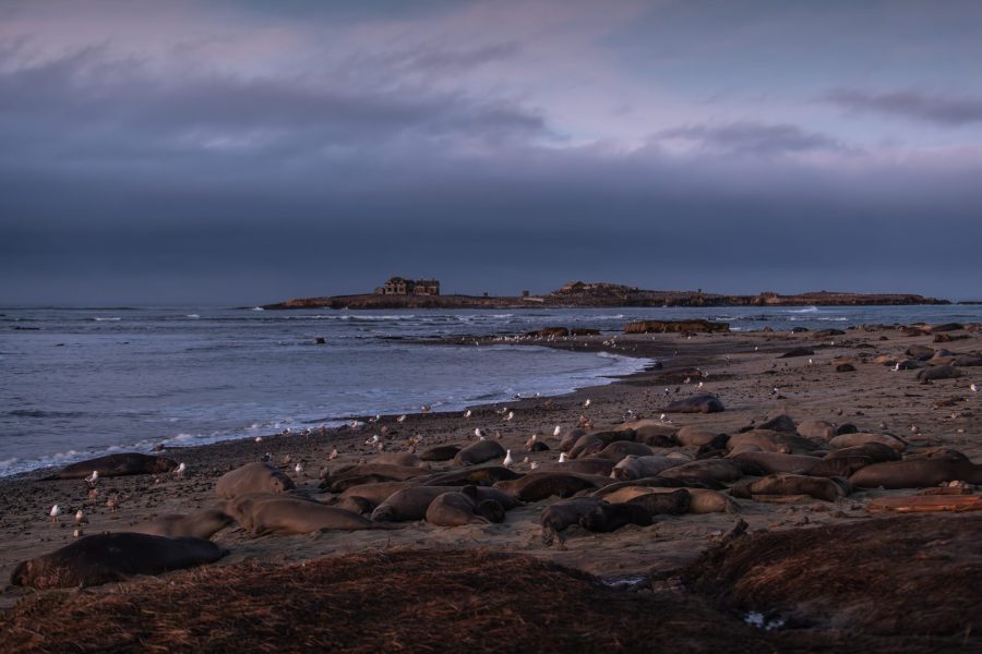 Año Nuevo Island