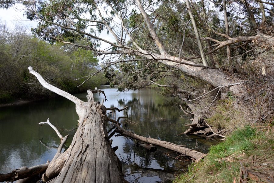 Pescadero creek