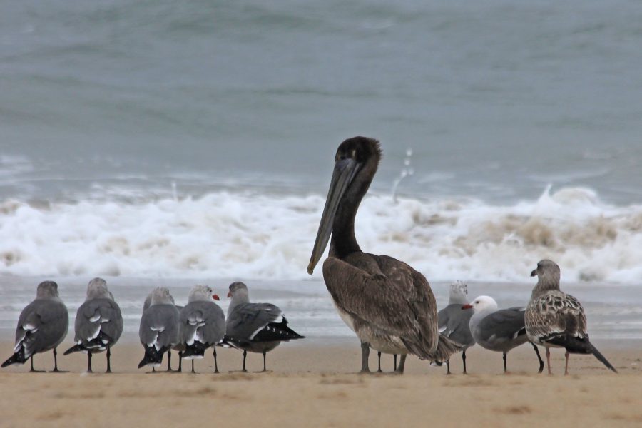 Pelicans are sometimes seen standing on the beach. (Photo: © Suzanne Black)