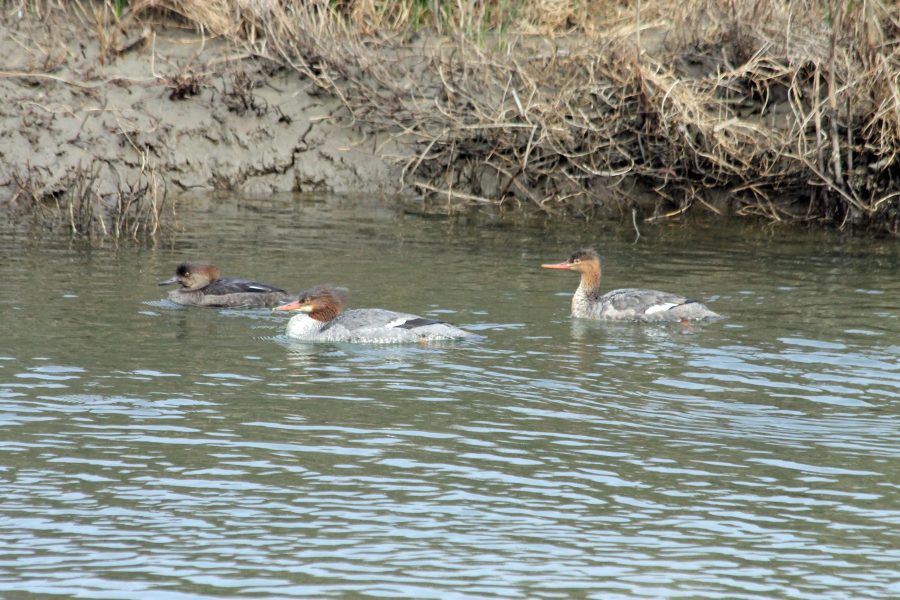 From left to right, Hooded, Common and Red-breasted Mergansers out for a swim. (Photo: © Suzanne Black)