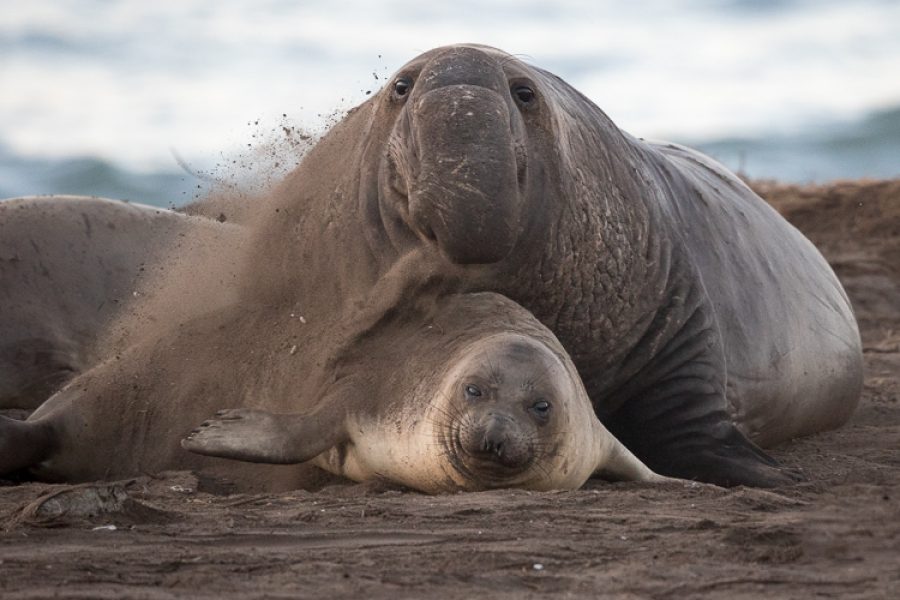 Mating happens before the pup is weanedphoto: © Lee Aurich