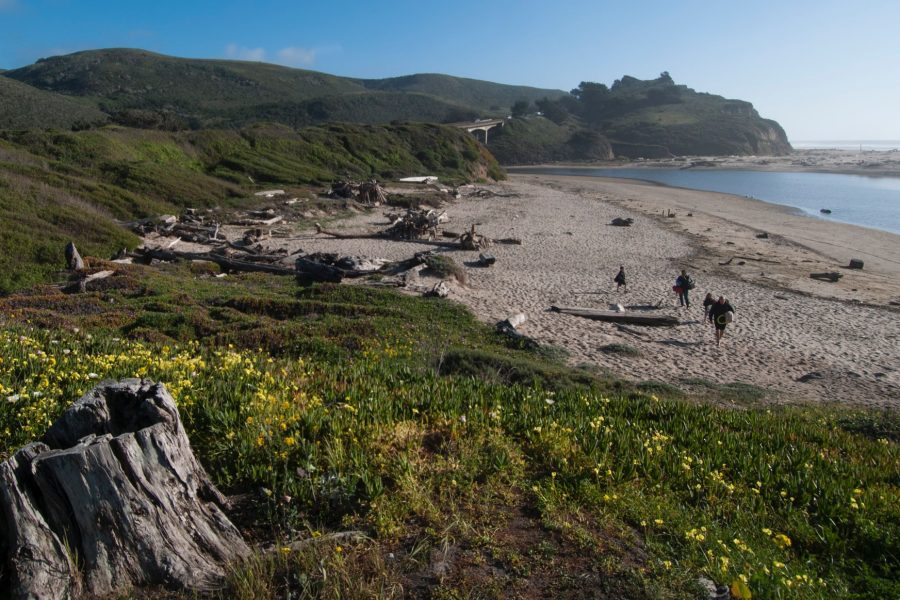 Driftwood forts on San Gregorio Beach