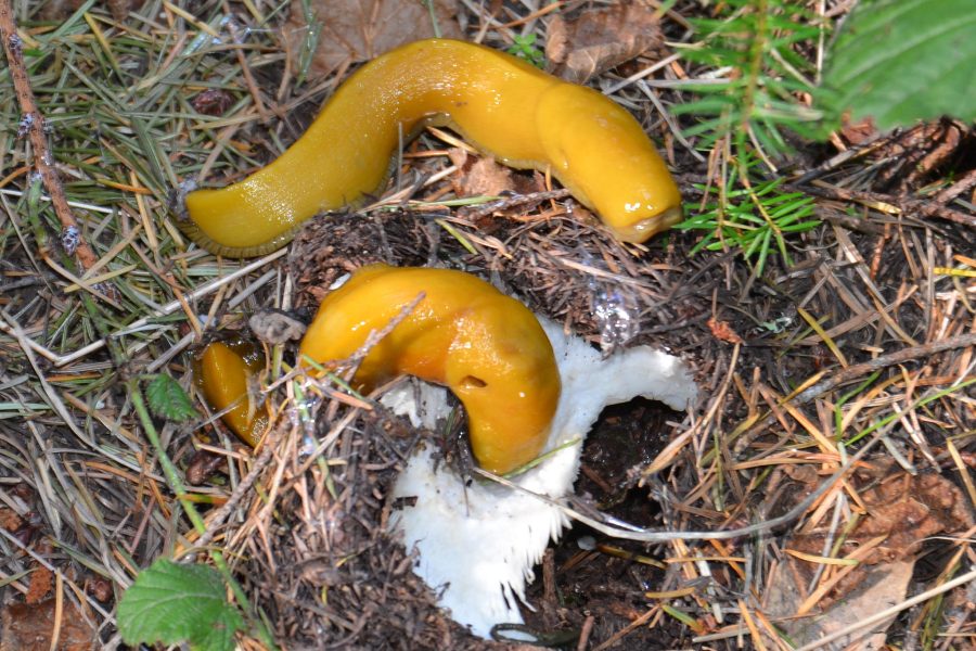 Banana Slugs (Photo: © Avis Boutell)