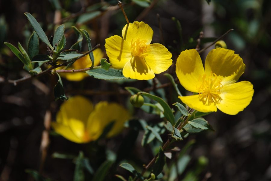 Bush Poppy (Photo: © Avis Boutell)