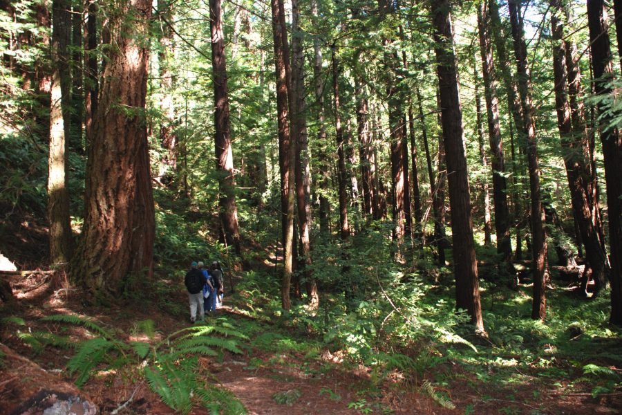 Butano Woodland Walks (Photo: © Avis Boutell)
